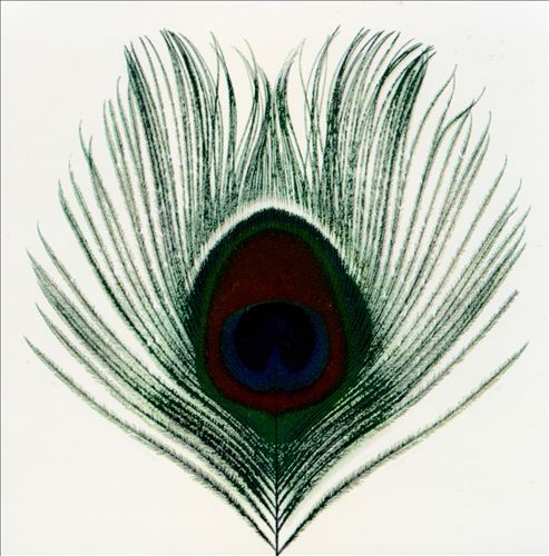 Apple Venus - Album Cover